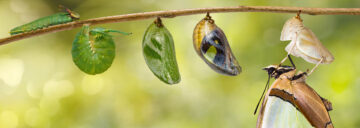 Design thinking digitaalisten palveluiden kehittämisessä